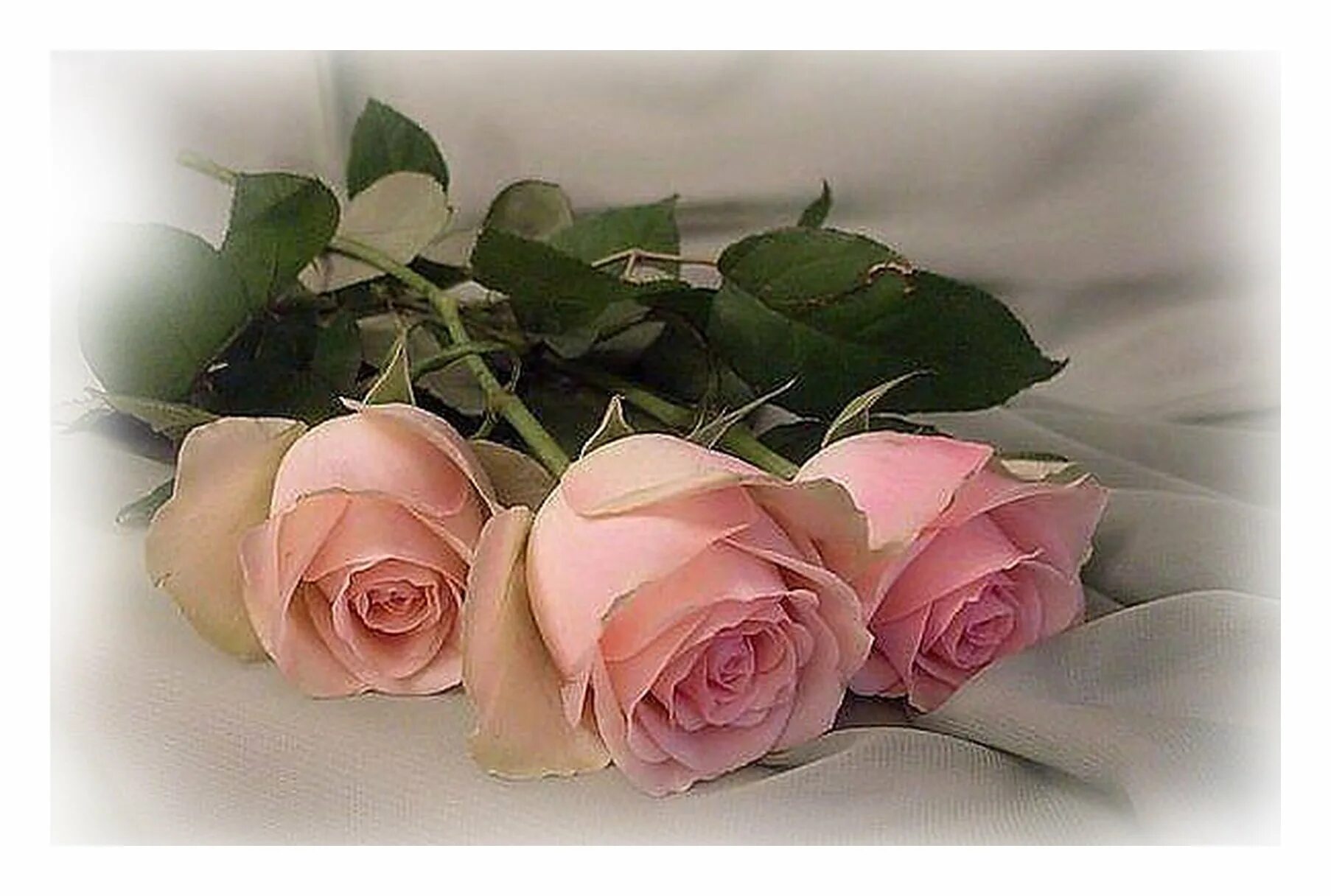 Красивые картинки с цветами и надписями. Цветы для Леночки. Открытки с розами. Красивой женщине красивые цветы.