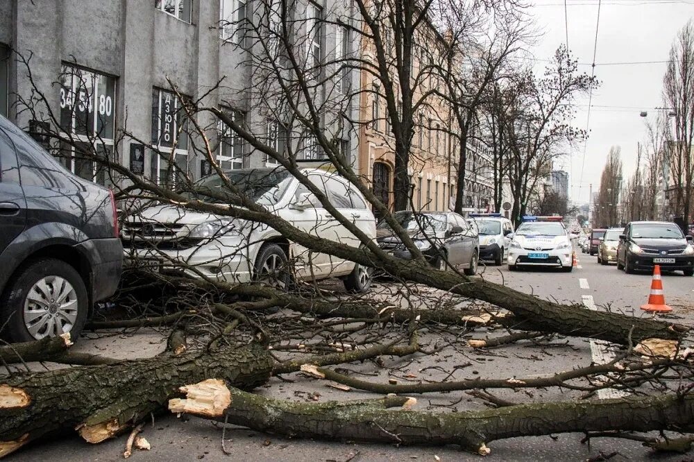 Реальный киев новости сегодня. Вследствие падения дерева. Киев.