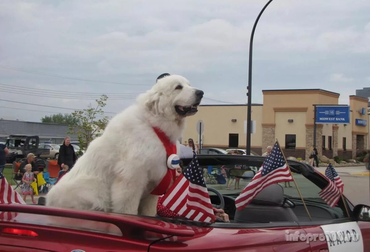 пёс герцог. собаки мэры. мэр города пёс. собака дюк мэр. собака мэр города в америке.