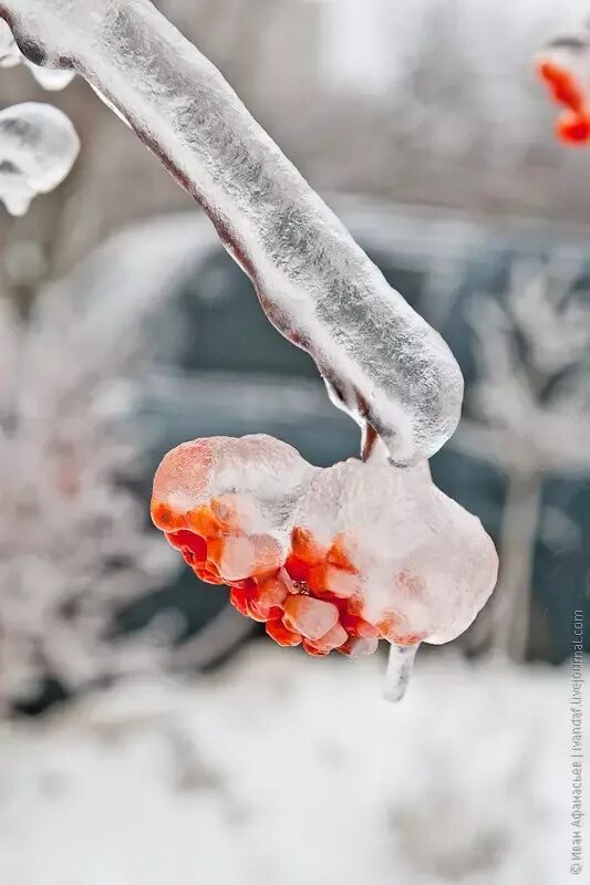 Ice rain. Ледяной дождь 2010. Ледяной дождь в Москве. Обледеневшие деревья. Ледяной дождь в Москве 2010.