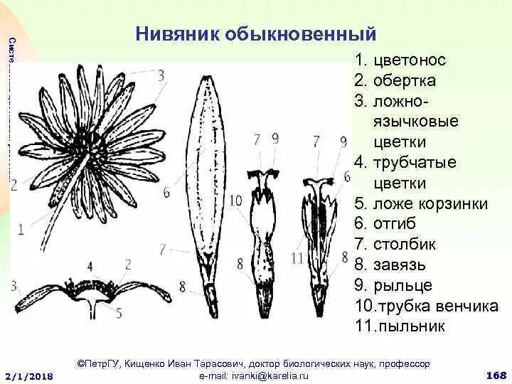 Трубчатый тип цветка. Ложноязычковые цветки сложноцветных. Нивяник обыкновенный формула цветка. Диаграмма ложноязычкового цветка сложноцветных. Астровые схема цветка.