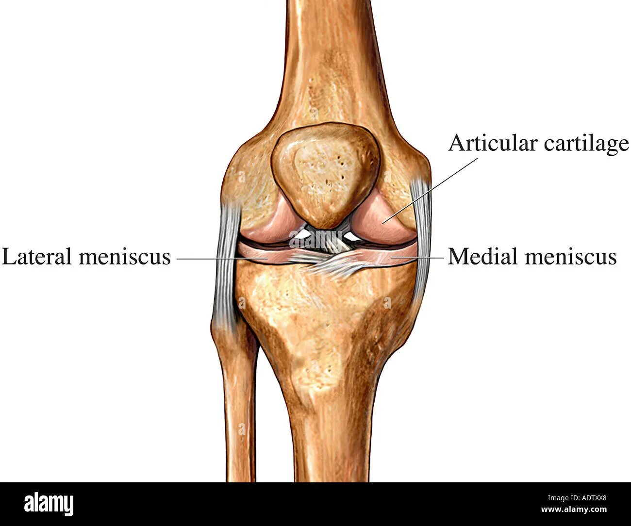 Коленная чашечка кость анатомия. Надколенник Patella. Дисплазия мыщелка бедренной кости коленного сустава. Надколенник коленного сустава анатомия.