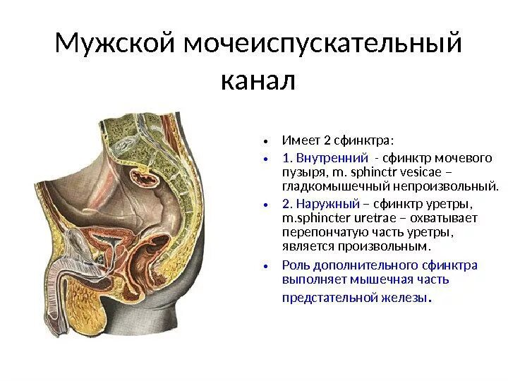 Особенности строения мочеиспускательного канала. Сфинктеры мочеиспускательного канала у мужчин анатомия. Наружный сфинктер уретры у мужчин анатомия. Произвольный сфинктер мочеиспускательного канала расположен. Наружный сфинктер мужского мочеиспускательного канала расположен:.