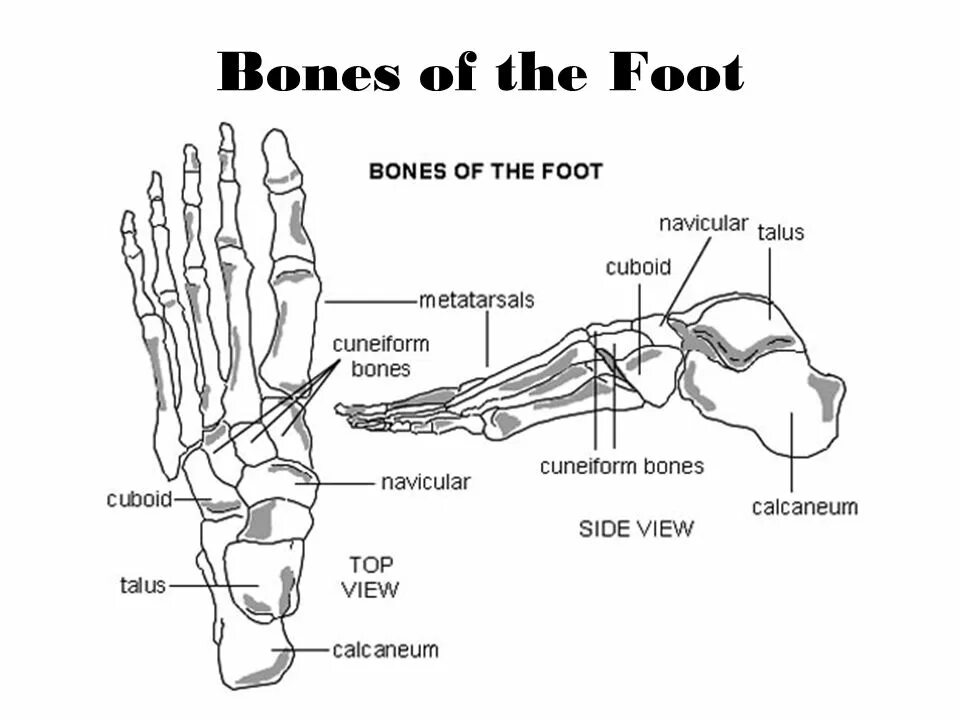 Feet search. Кости стопы анатомия. Плюсневая кость стопы анатомия. Полулунная кость стопы анатомия. Анатомия стопы плюсна.