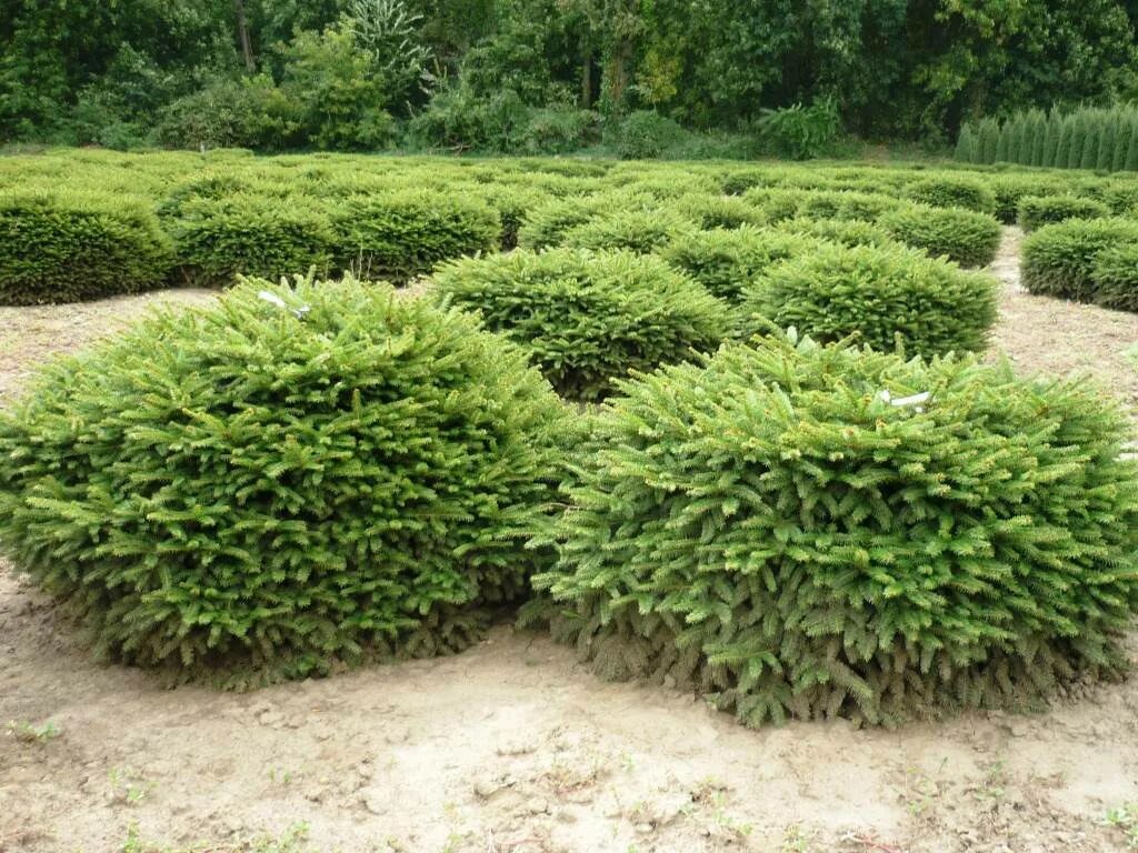 сосна веймутова strobus. ель обыкновенная nidiformis (нидиформис). сосна горная pinus mugo. ель кипарисовик коника. можжевельник казацкий куртины.