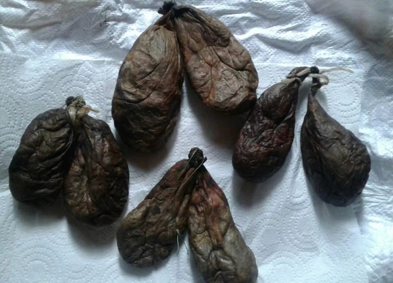 Что такое бобровая струя. Мускусная железа бобра. высушенная бобровая струя.