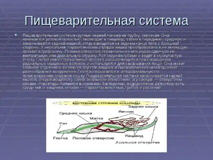 Пищеварительная система слепо замкнутая
