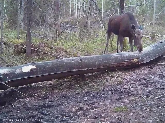 Солонец для косули. Солонцы для животных. Солонцы для диких копытных животных. Солонец для лося