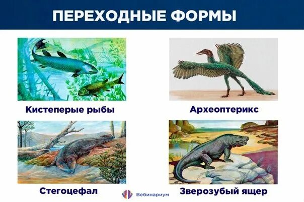 Стегоцефалы произошли от кистеперых рыб. Переходные формы стегоцефалы. переходные формы ихтиостега. переходная форма эволюции. вымершие переходные формы животных.