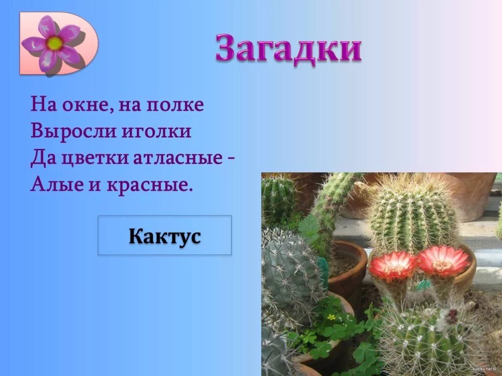 Головоломка растение. Загадка про Кактус. Загадка про Кактус для детей. Загадки про растения. Загадки про комнатные растения.