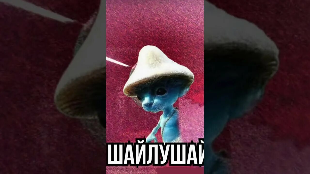 Что такое шайлушай. Что такое шайлушай