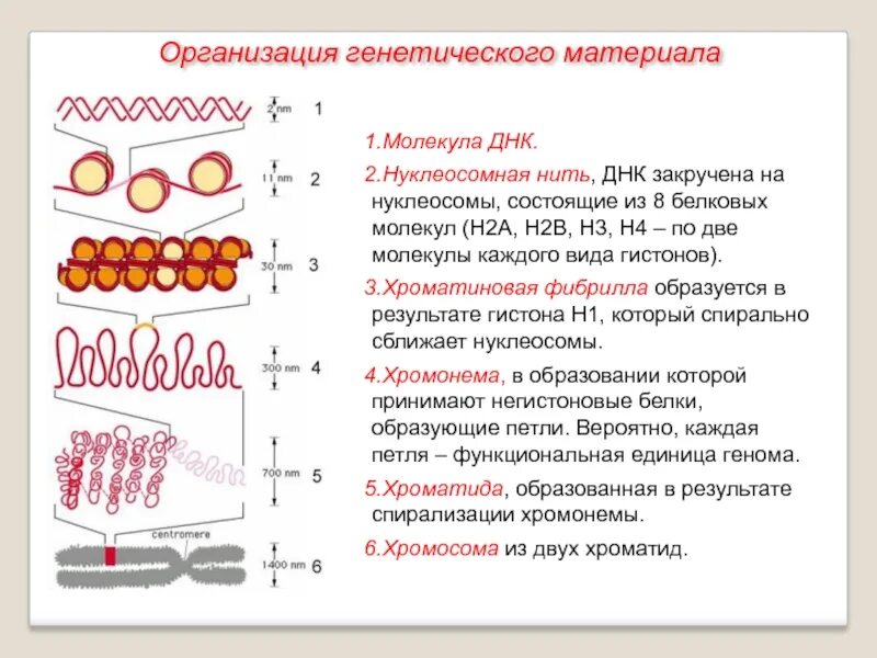 Соленоидный уровень упаковки генетического материала. Уровни упаковки наследственного материала. Нуклеосомная нить. Нуклеосомная фибрилла. Наследственный материал ядра