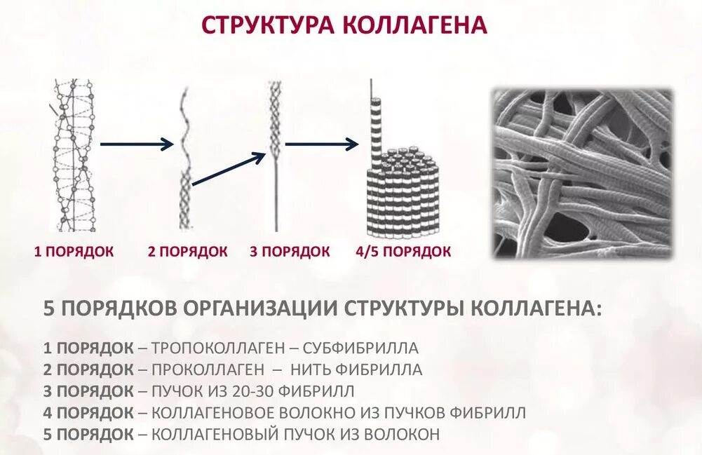 Нарушение коллагена. Первичная структура коллагена. Строение коллагенового волокна биохимия. Коллаген 2 типа строение. Строение фибриллы коллагена.