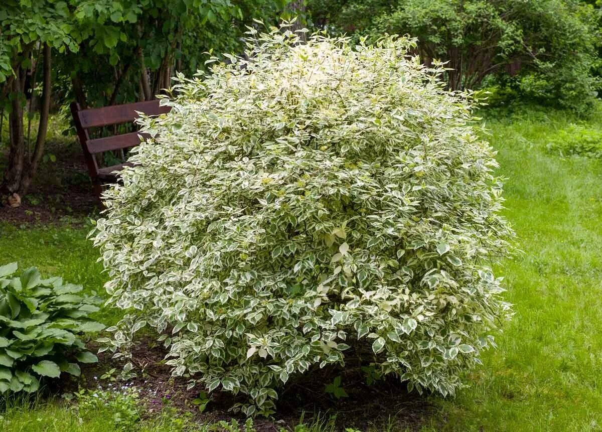 Дерен латынь. Дерен свидина кустарник. Дерен cornus alba siberian pearls. Дерен латынь. Дерен латынь.
