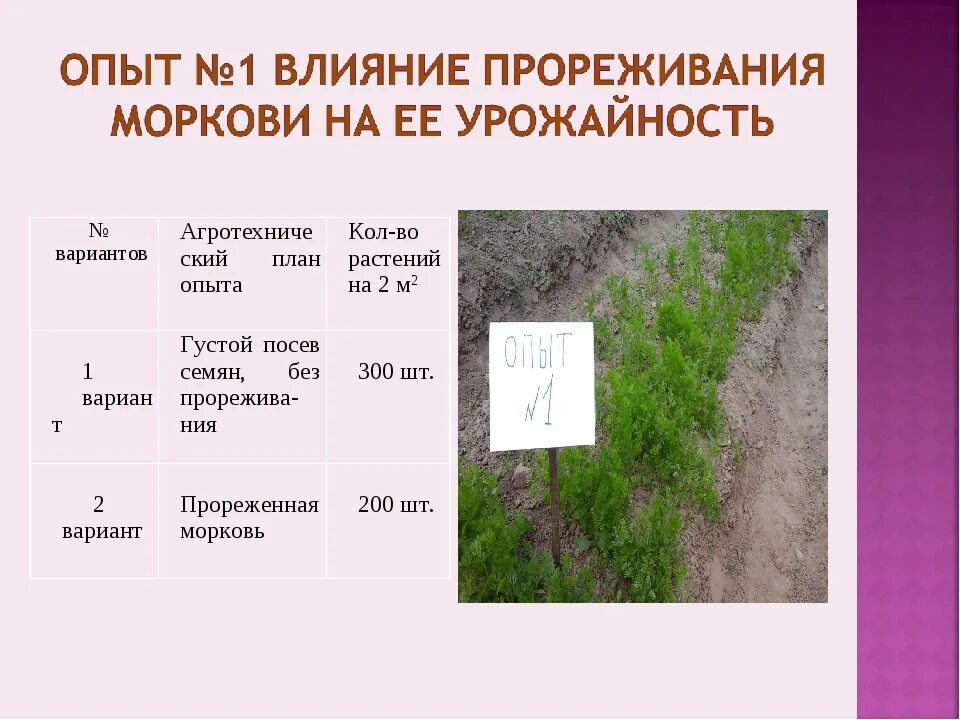 Морковь с гектара