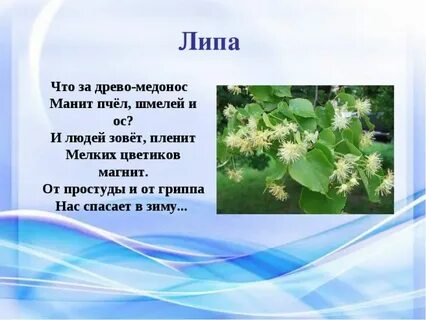 Черемуха рифмы