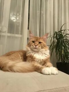 Вязка мейн кунов