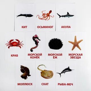 Название морских животных