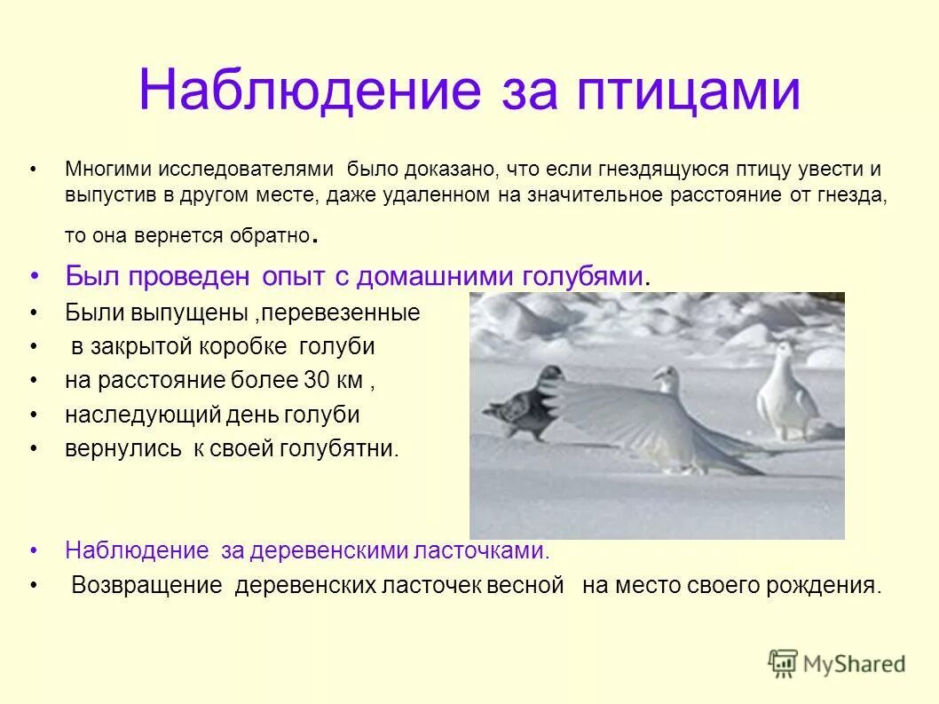 Поведение птиц 8 класс презентация. Методы наблюдения за птицами. План наблюдения за птицами. Наблюдение за весенними птицами. Рассказ наблюдение за птицами.