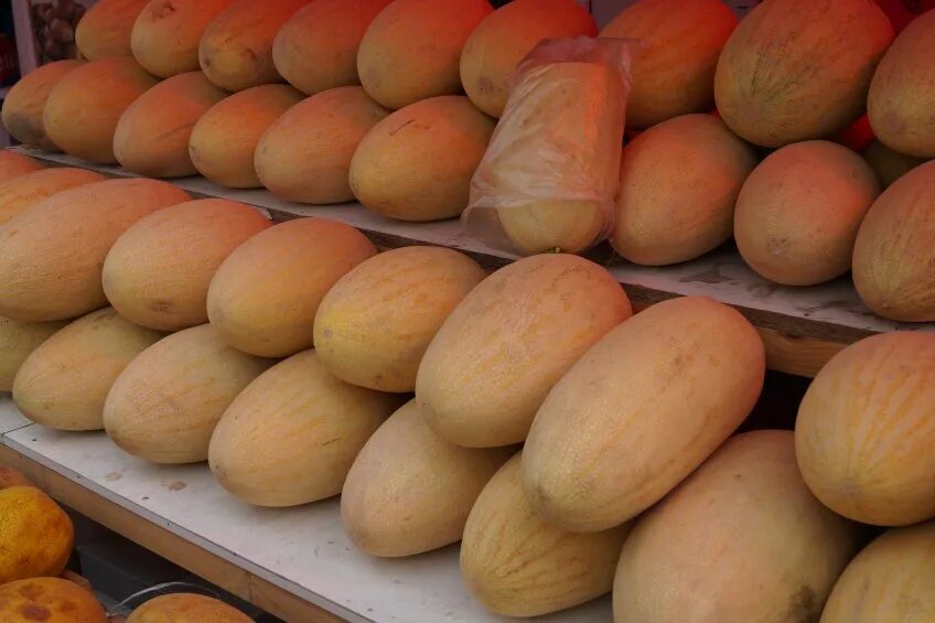 Авито дыня. Бахчевые культуры арбуз дыня. Огурдыня каравелла. Дыня прима (торпеда радужная). Авито дыня.