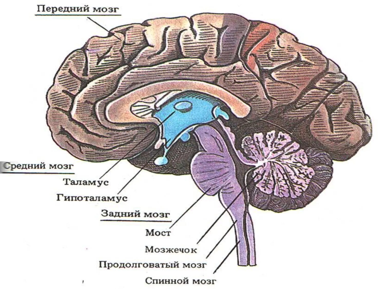 Каким веществом образован передний мозг. Отделы головного мозга продолговатый мозг. Отделы головного мозга передний средний задний. Головной мозг продолговатый средний задний промежуточный. Продолговатый задний средний промежуточный мозг.
