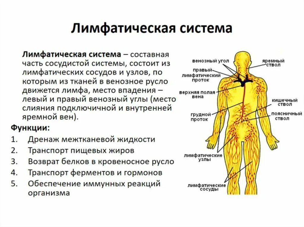 Лимфатические сосуды в организме. Лимфатическая система и ее функции. Строение лимфатической системы человека. Функции лимфатической системы анатомия. Лимфатическая система иммунная система.