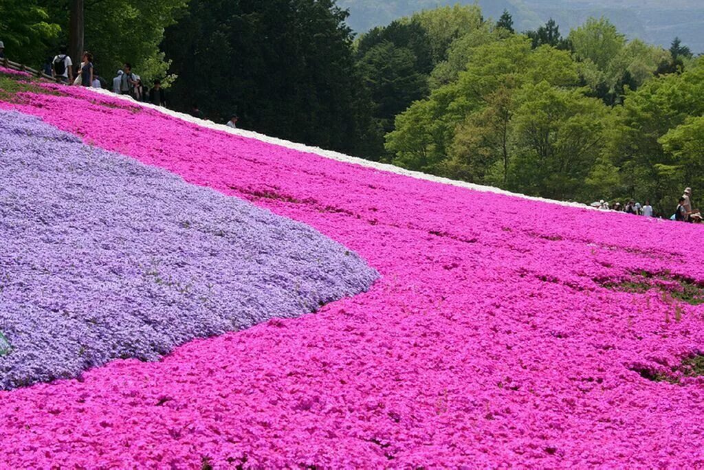 На весеннем пригреве зацветают и ковром разрастаются. Флокс шиловидный в Японии. Парк Хицужияма Япония. Травяная Сакура флокса. Цветущие шиловидные Флоксы в Японии.