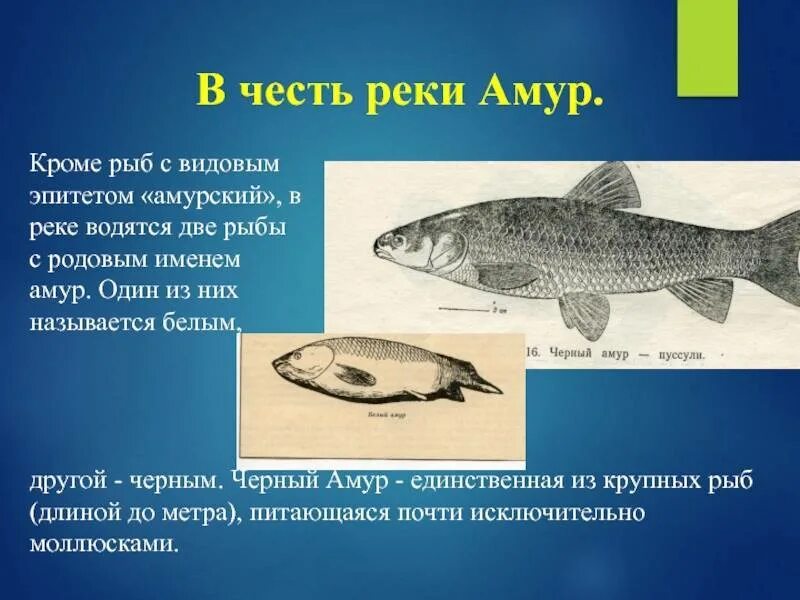 Название амура. Речные обитатели Амура. Краснокнижные рыбы реки Амур. Животный и растительный мир реки Амур. Рыбы живущие в Амуре