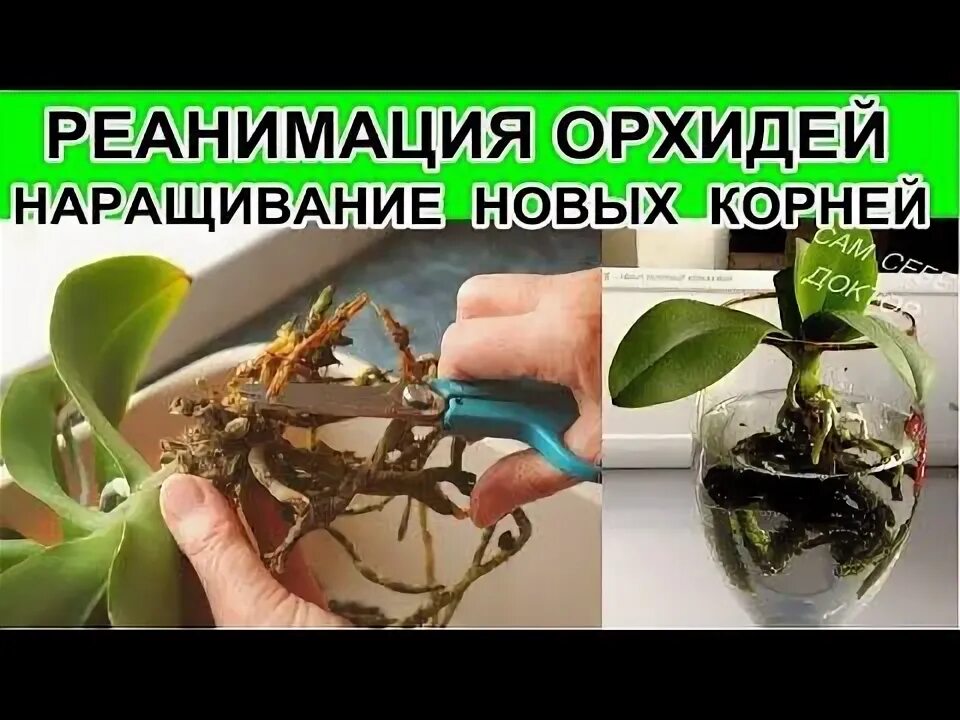 Как быстро реанимировать орхидею