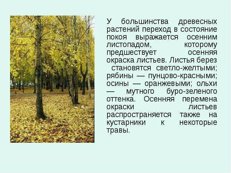 Изменения растений осенью. Осенние явления в жизни деревьев. Листопад у растений. Сообщение о листопаде.