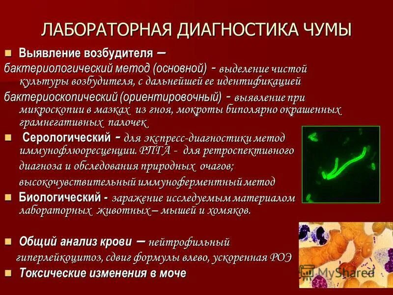 экспресс диагностика чумы методы. схема микробиологического исследование чума. чума лабораторная диагностика. методы лабораторной диагностики при чуме. схема микробиологического исследования чумы.