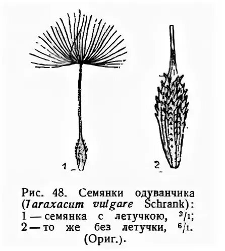 Семянка одуванчика. Семянка одуванчика. Строение плода одуванчика схема. Одуванчик лекарственный семянка. Семянка сложноцветных.