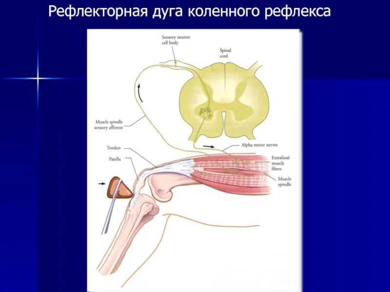 Рефлекторная дуга кашля схема. Рефлекторная дуга коленного рефлекса. Рефлекторные дуги чихания и кашля. Рефлекторная дуга чихания.