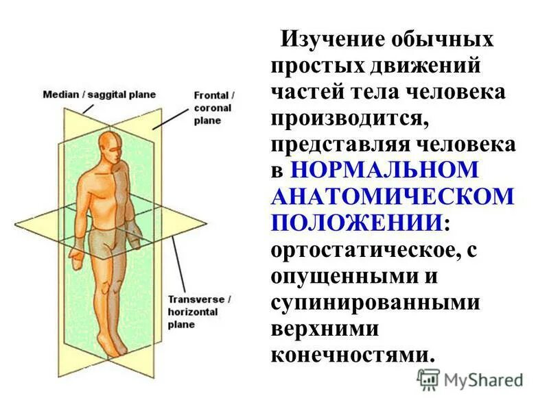 Анатомическая номенклатура анатомия. Анатомия понятие. Анатомические термины положения. Основные анатомические оси и плоскости. Анатомическая терминологи.