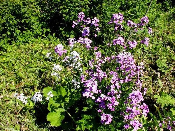 Маттиола (ночная фиалка) - описание сорта, фото, саженцы, посадка, особенности у