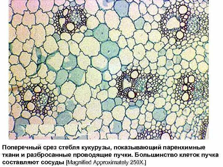 Стебель кукурузы под микроскопом Maize microscopic view of st Free stock photos Rgbstock -Free stock images D