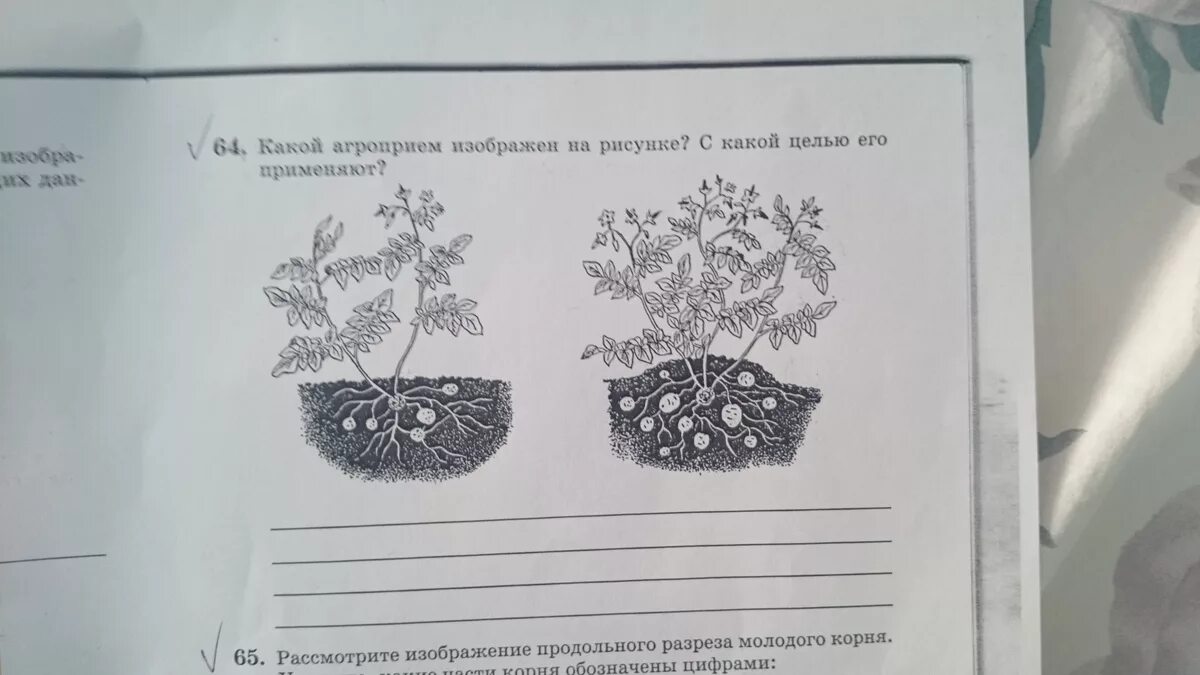 Рассмотрите рисунок ответьте на вопросы и выполните задания. Рассмотрите рисунок ответьте. Рассмотрите изображение ответьте на вопросы и выполните задания. Рассмотри рисунок и выполни задание..