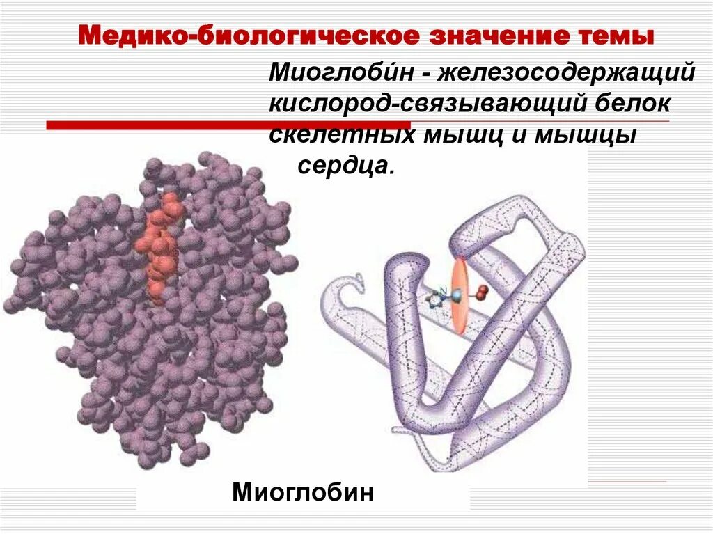 Медико биологическое значение комплексных соединений. Миоглобин строение. Третичная структура миоглобина. Миоглобин в мышцах.