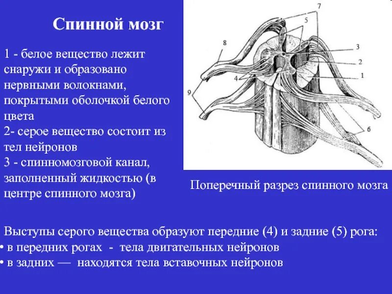 Серое вещество нейрона. Серое и белое вещество нервной системы. Нервные волокна образуют белое вещество. Белое вещество нервной системы это. Чем образовано серое вещество.