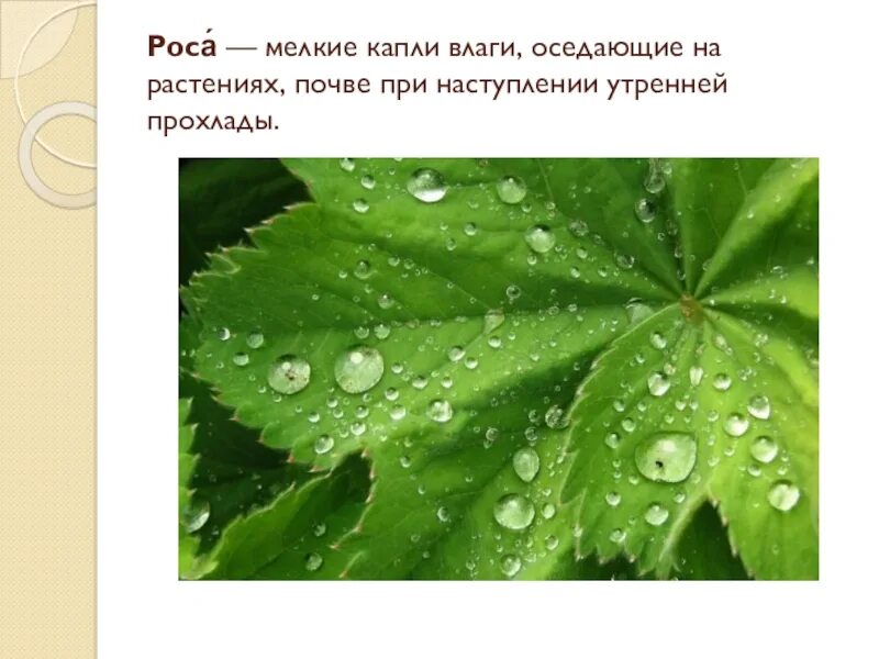 Роса написание. Что такое роса для детей. Роса это явление природы. Мелкие капли влаги на растениях. Роса природное явление для детей.