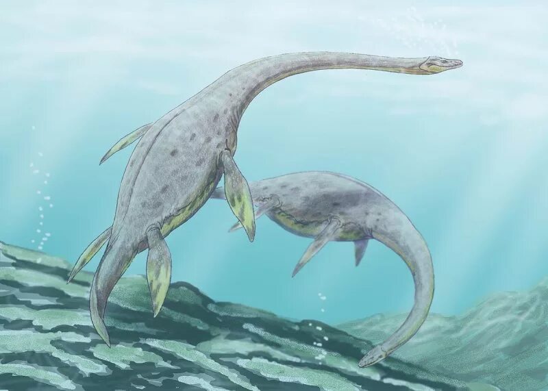 Морской ящер Эласмозавр. Мезозойская Эра плезиозавры. Динозавры морские Плезиозавр. Плезиозавр Юрского периода.