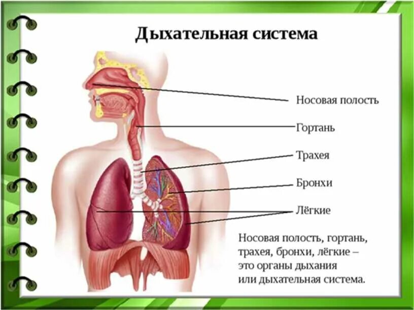 Органы обеспечивающие дыхание человека. Дыхательная система человека трахея. Система органов дыхания человека 3 класс окружающий мир. Органы дыхательной системы человека 4 класс. Органы системы дыхания человека 3 класс.
