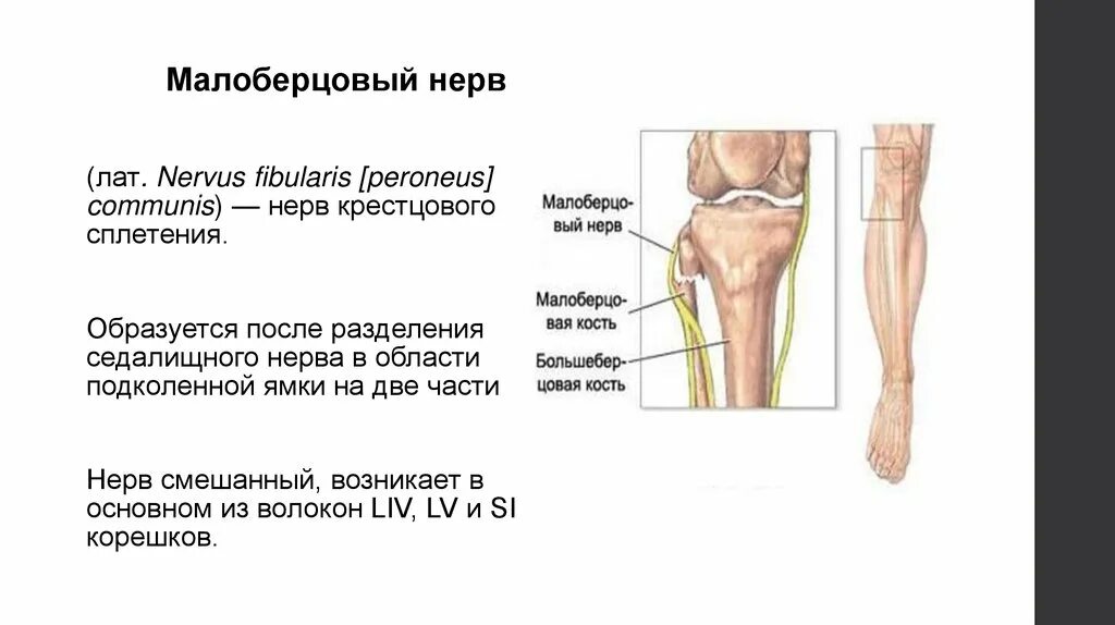 Миелинопатия малоберцового нерва. Нейропатия малоберцового нерва. Мононевропатии малоберцового нерва. Изменения малоберцового нерва аксональные.