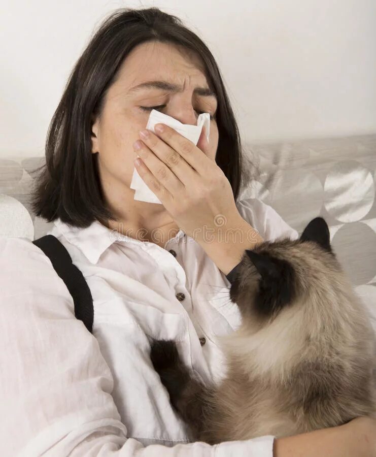 Аллергия на кошек. Кошки для аллергиков. Люди аллергики на кошек. Котик аллергик.