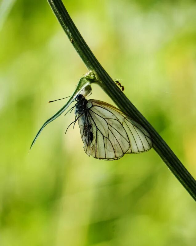 тля божья корочка и муровнй. муравей на одуванчике. муравьиные истории андрея павлова.