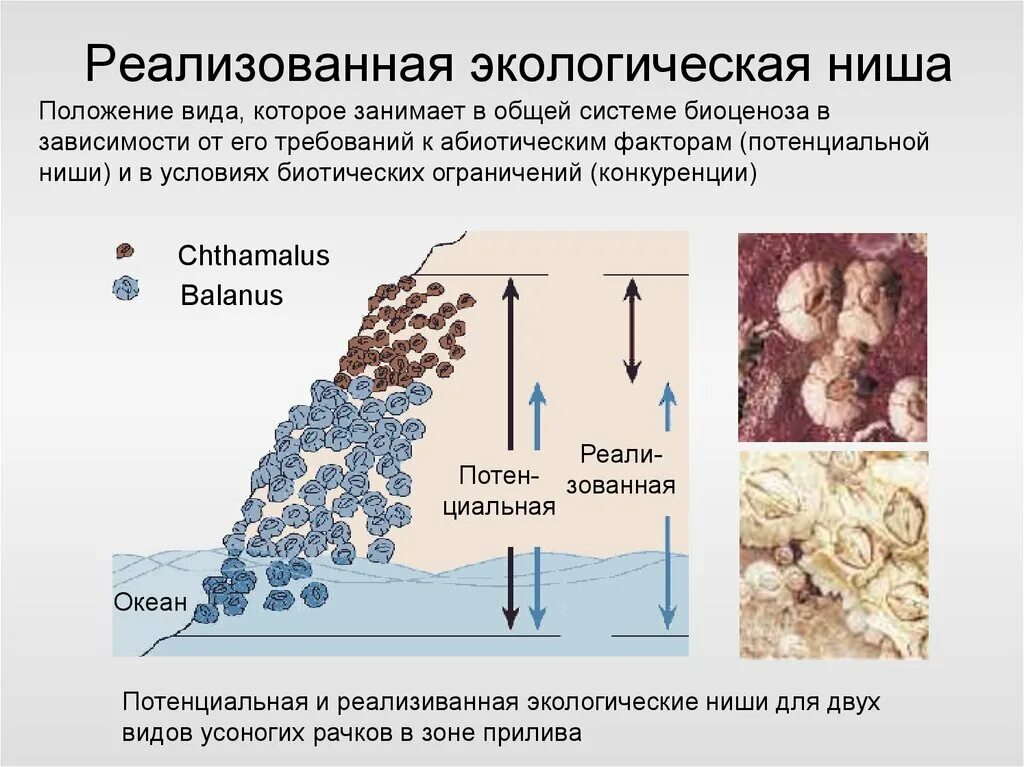 2 примера экологических ниш. Экологическая ниша. Реализованная экологическая ниша. Виды экологические нисш. Экологические ниши виды.