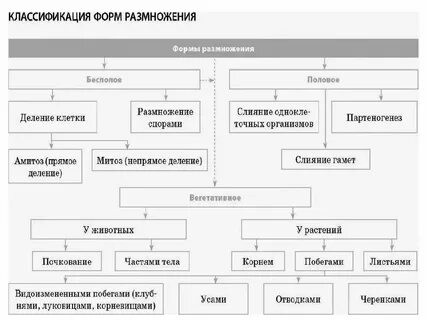 Преобладание бесполого поколения