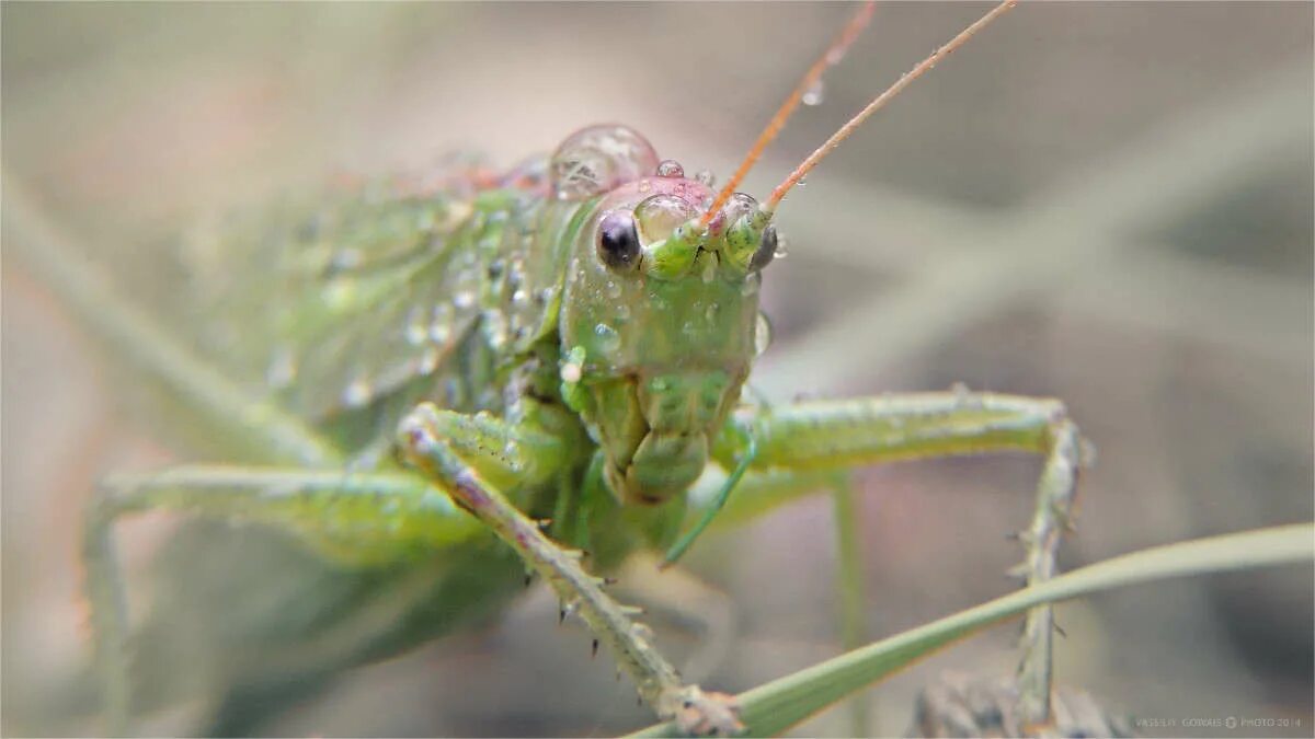 богомол кузнечик саранча. летающий кузнечик. личинка азиатской перелетной саранчи. саранча анапская. саранча в волгограде.