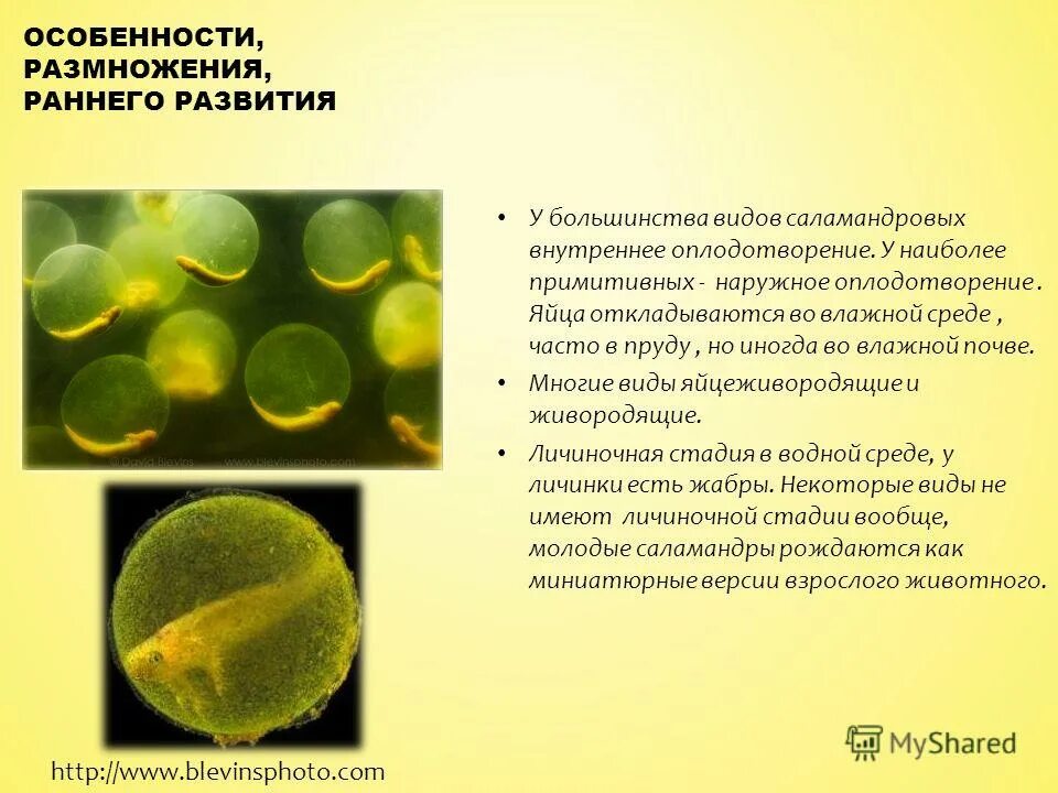 Начальный этап развития оплодотворенного яйца носит название. Внутреннее оплодотворение. Яйцо оплодотворенное и неоплодотворенное. Самые примитивные микроскопы. Оплодотворение внешнее выметывание яйц.