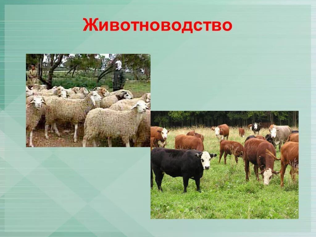 Какое животноводство развито в краснодарском крае. Животноводство надпись. растениеводство и животноводство. рисунок на тему животноводство.